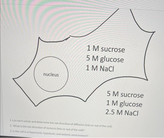 Nucleus 1 M Sucrose 5 M Glucose 1 M Nacl 5 M Sucrose M Glucose 2 5 M Nacl 1 List Each Solute And Determine The Net Dire 1