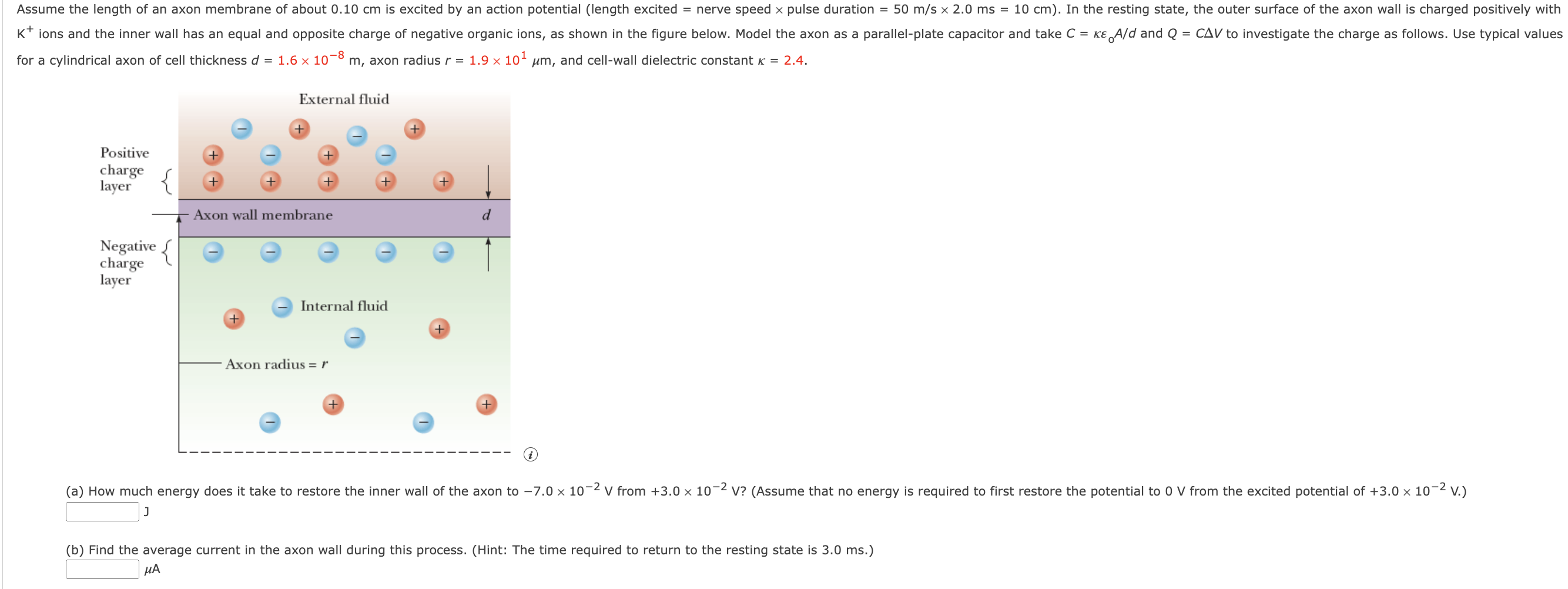 Assume The Length Of An Axon Membrane Of About 0 10 Cm Is Excited By An Action Potential Length Excited Nerve Speed X 1