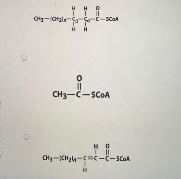 0 Ch3 Ch N C Ch2 C Scoa 0 0 Consider Standard Mitochondrial Beta Oxidation Of Fatty Acids Considering This 2