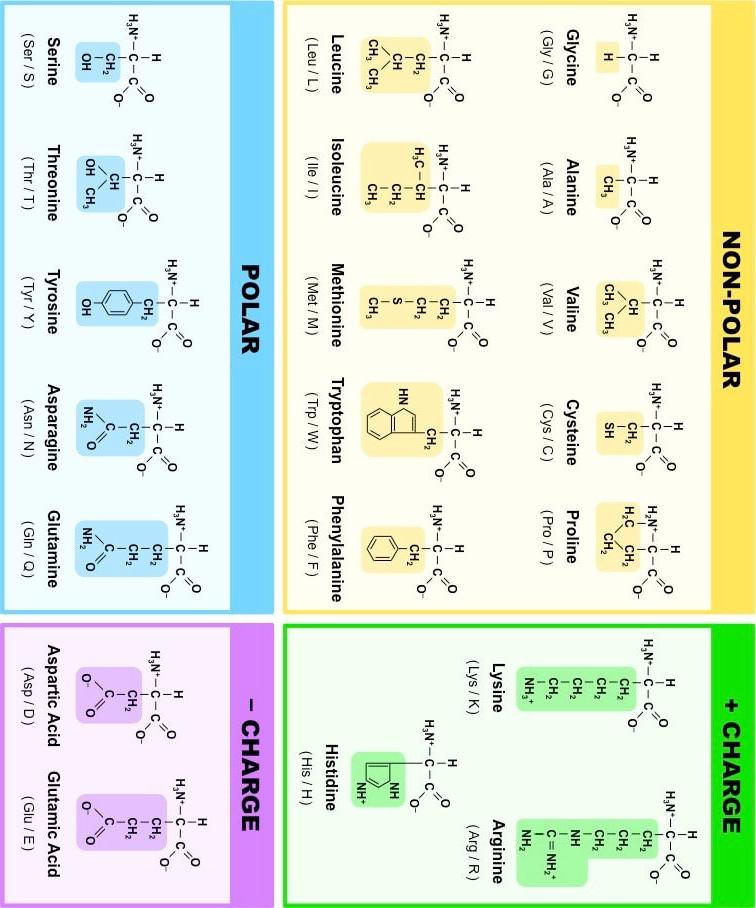 I M Working On The Synthesis And Identification Of A Dipeptide Lab And Trying To Decode My Carbon And Proton Nmrs To B 6