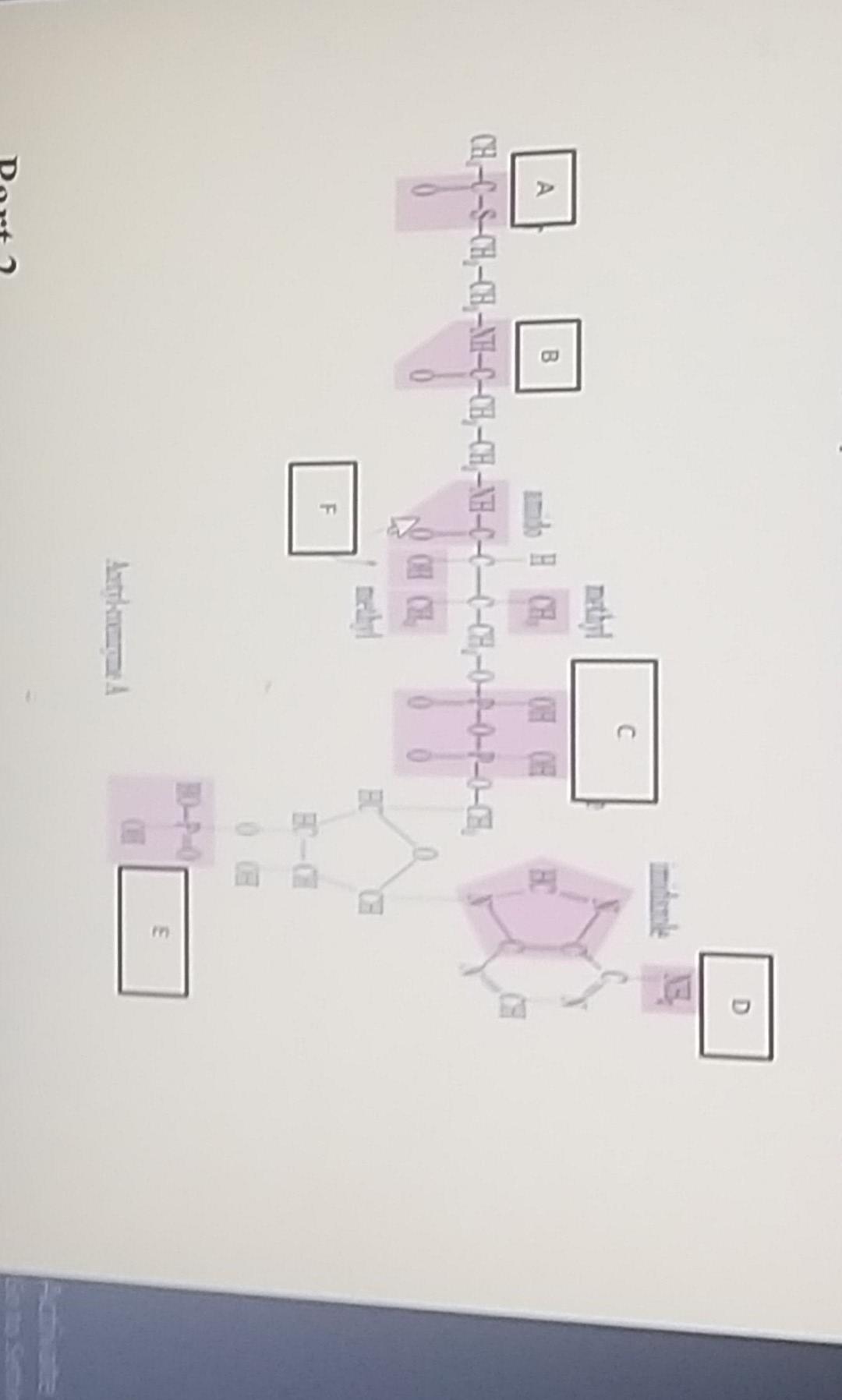 Part 1 1 1 What Makes Prokaryotes And Eukaryotes Different 2 1 2 Describe The Term Catabolism And Anabolism 2 1 3 2