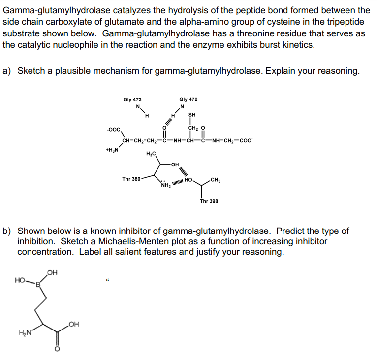 Gamma Glutamylhydrolase Catalyzes The Hydrolysis Of The Peptide Bond Formed Between The Side Chain Carboxylate Of Glutam 1