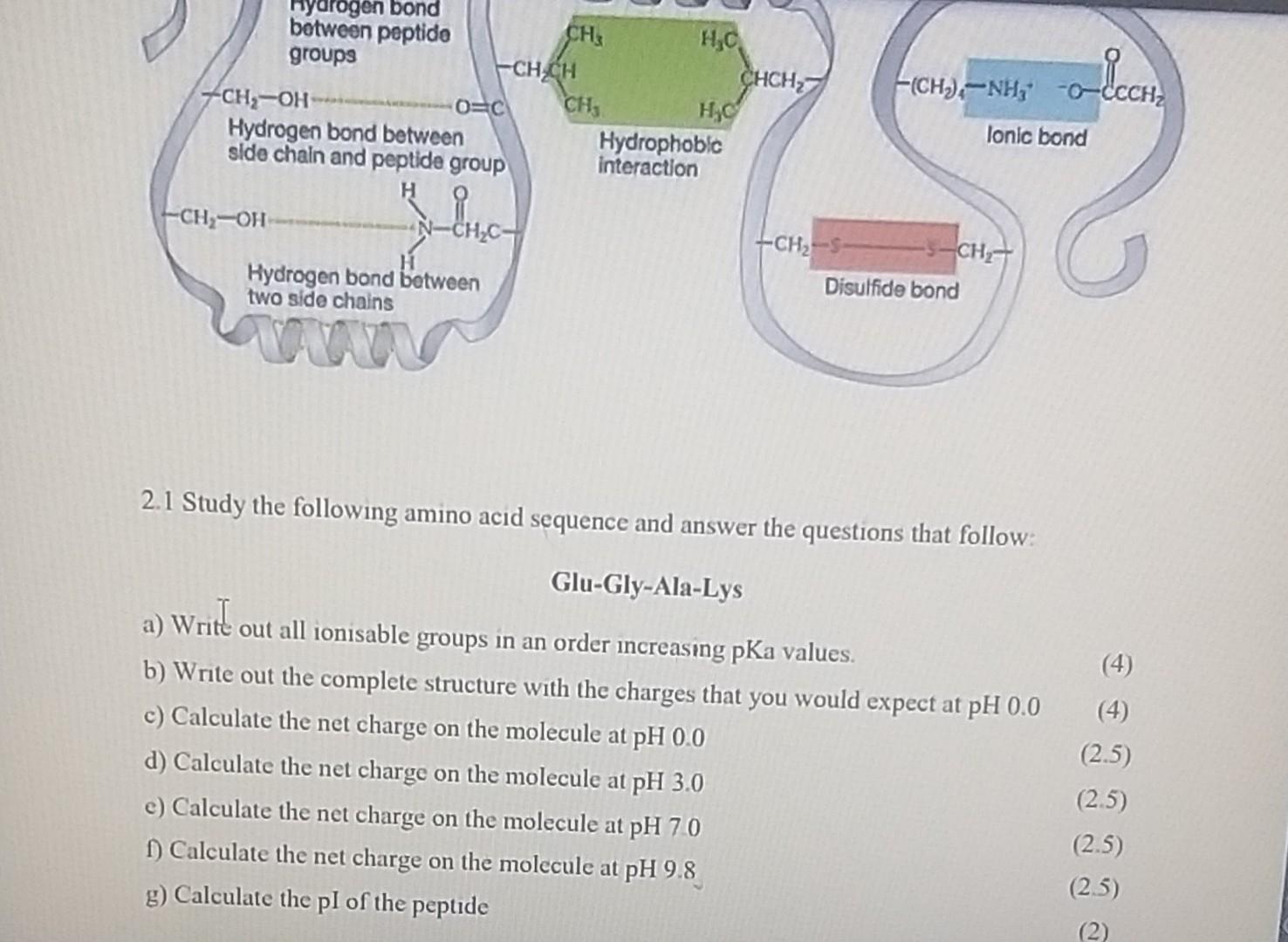 Hydrogen Bond Between Peptide Groups Ch Oh Hydrogen Bond Between Side Chain And Peptide Group Ch Oh O C Hydrogen Bond 1