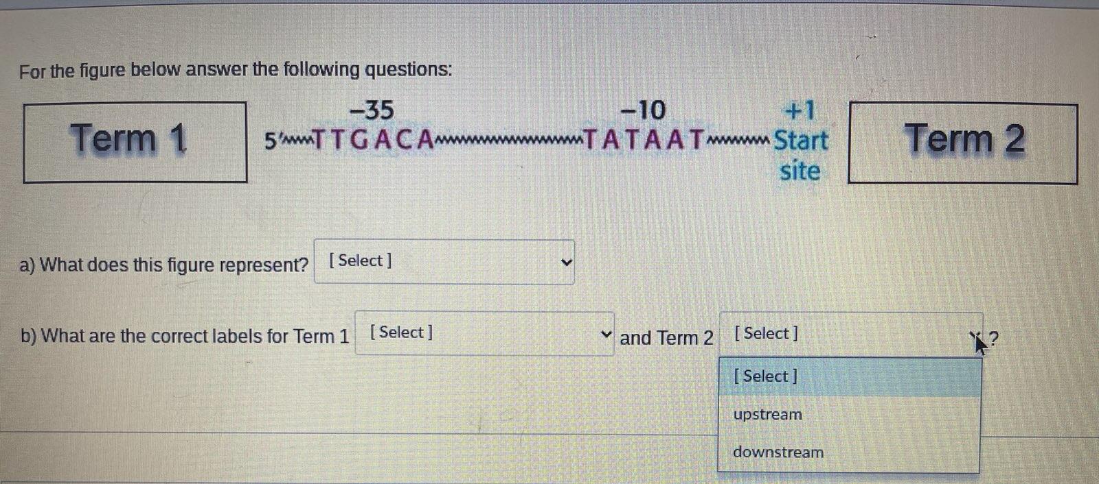 For The Figure Below Answer The Following Questions 35 Term 1 5 Ttgacatataat A What Does This Figure Represent Sele 1