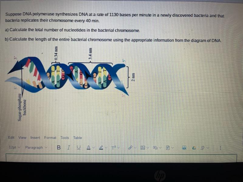 Suppose Dna Polymerase Synthesizes Dna At A Rate Of 1130 Bases Per Minute In A Newly Discovered Bacteria And That Bacter 1