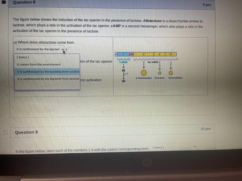 Question 8 The Figure Below Shows The Induction Of The Lac Operon In The Presence Of Lactose Allolactose Is A Disacchar 1