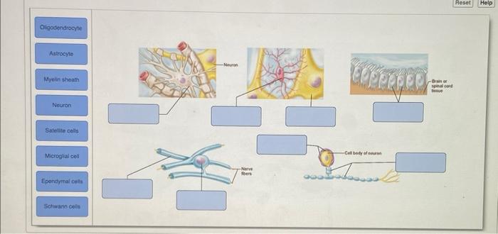 Oligodendrocyte Astrocyte Myelin Sheath Neuron Satelite Cells Microglial Cell Epondymal Cells Schwann Cells Neuron Ner 1