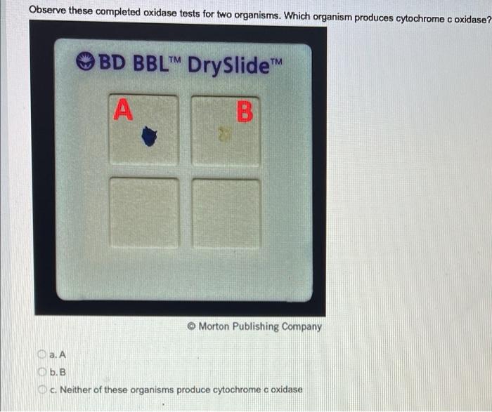Observe These Completed Oxidase Tests For Two Organisms Which Organism Produces Cytochrome C Oxidase Bd Bbltm Dryslide 1