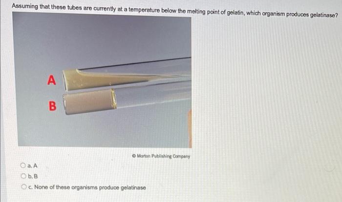 Observe These Completed Oxidase Tests For Two Organisms Which Organism Produces Cytochrome C Oxidase Bd Bbltm Dryslide 5