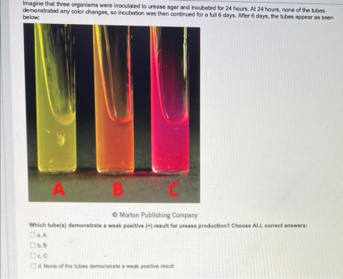 Observe These Completed Oxidase Tests For Two Organisms Which Organism Produces Cytochrome C Oxidase Bd Bbltm Dryslide 6