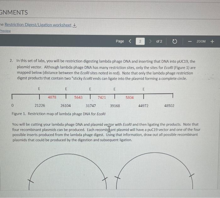 Gnments E Restriction Digest Ligation Worksheet Preview 0 2 In This Set Of Labs You Will Be Restriction Digesting Lamb 1