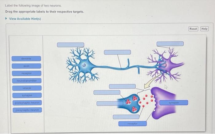 Label The Following Image Of Two Neurons Drag The Appropriate Labels To Their Respective Targets View Available Hint 1