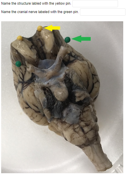 Name The Structure Labled With The Yellow Pin Name The Cranial Nerve Labeled With The Green Pin 1