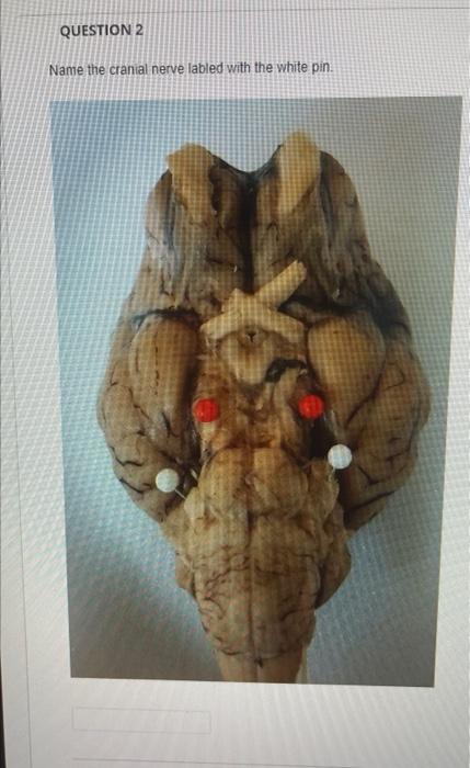 Question 2 Name The Cranial Nerve Labled With The White Pin 1