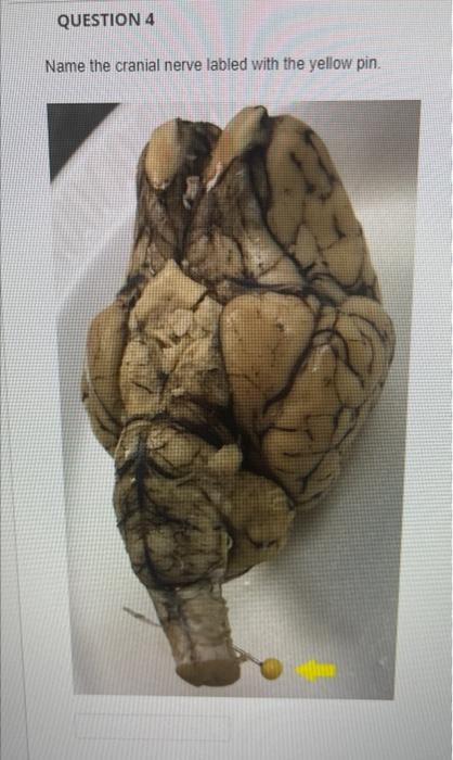 Question 4 Name The Cranial Nerve Labled With The Yellow Pin 1