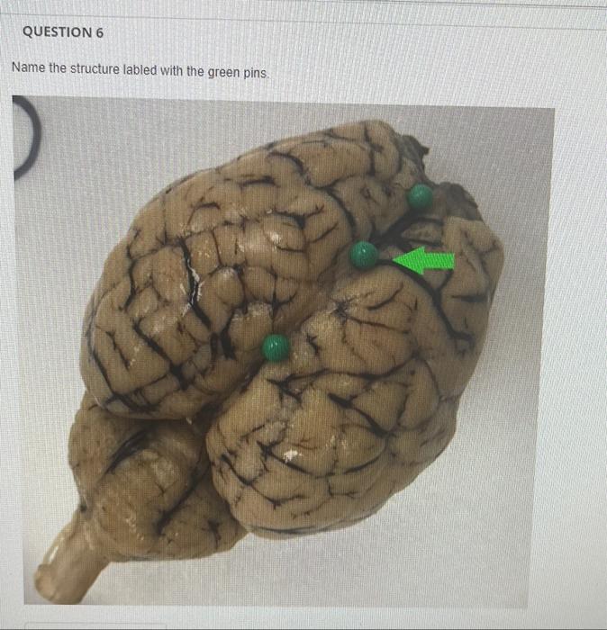 Question 6 Name The Structure Labled With The Green Pins 1