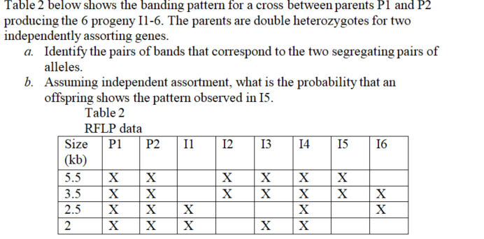 Table 2 Below Shows The Banding Pattern For A Cross Between Parents P1 And P2 Producing The 6 Progeny 11 6 The Parents 1