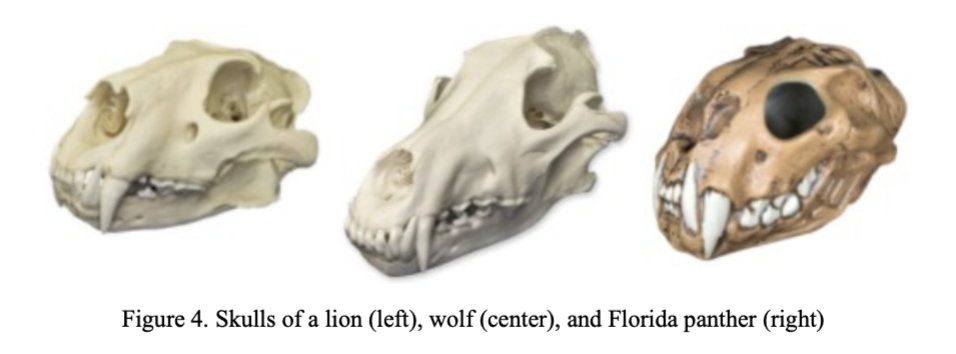What Can You Say About These Animals Lion Wolf And Florida Panther 1 Diet And 2 Sensory Capabilities Proportions 1