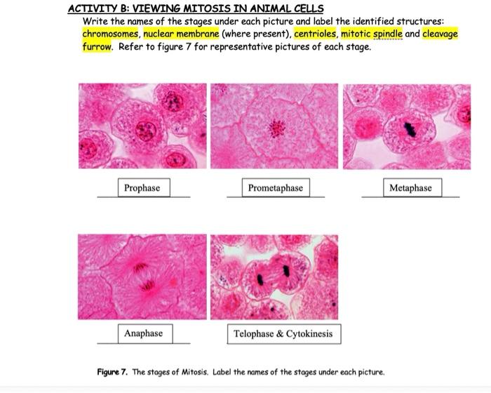 Activity B Viewing Mitosis In Animal Cells Write The Names Of The Stages Under Each Picture And Label The Identified St 1