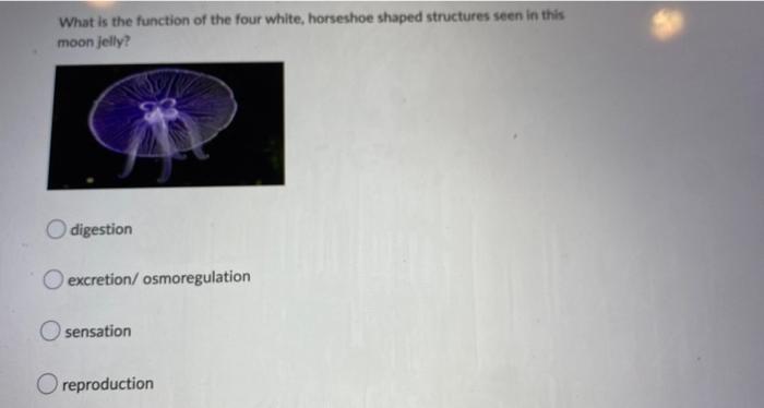 Which Statement About Cnidarians Is Not True Reproduction Is Both Sexual And Asexual Some Forms Are Sessile And Others 2