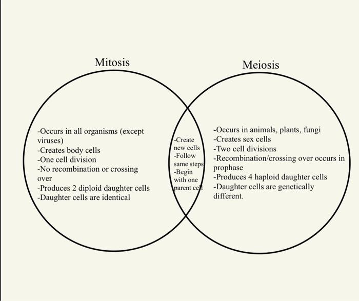 Activity F Comparing Mitosis And Meiosis Compare And Contrast Mitosis And Meiosis Make A List Of All The Similarities 3