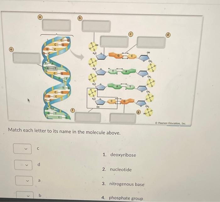 Match Each Letter To Its Name In The Molecule Above C A B 1 Deoxyribose 2 Nucleotide 3 Nitrogenous Base 4 Phosphate 1