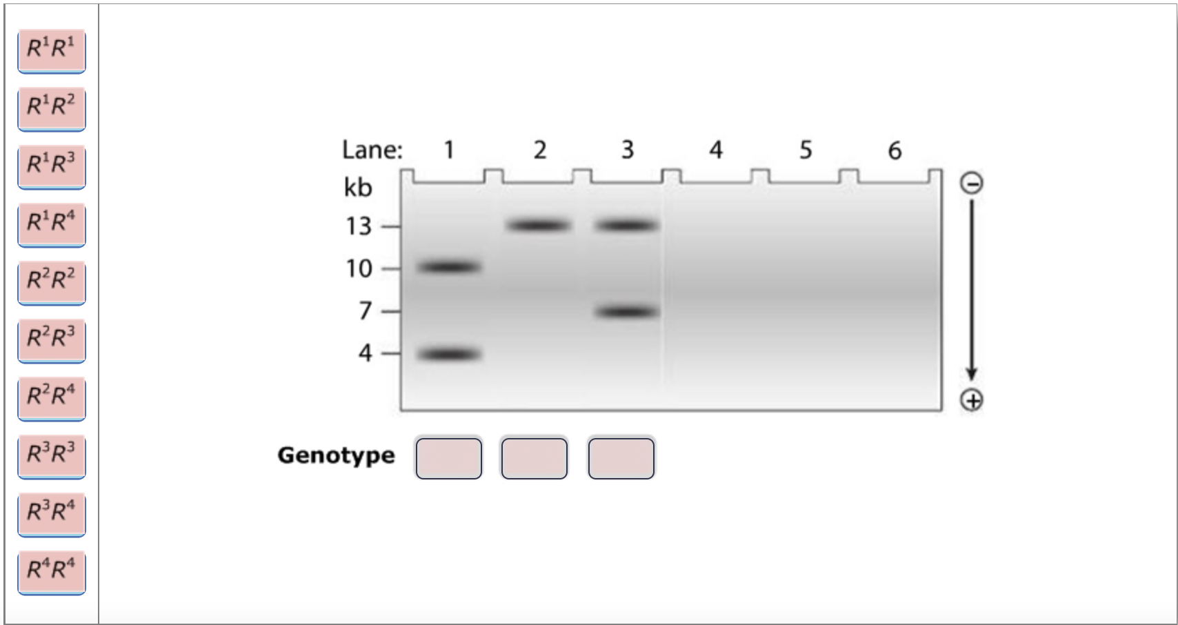 Four Alleles Of A Variable Dna Marker Gene Produce Different Sized Dna Fragments As Follows R1 4 Kb R2 13 Kb R3 1