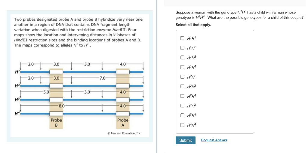 Two Probes Designated Probe A And Probe B Hybridize Very Near One Another In A Region Of Dna That Contains Dna Fragment 1