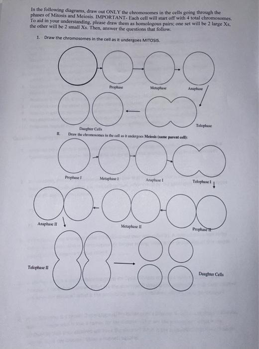 In The Following Diagrams Draw Out Only The Chromosomes In The Cells Going Through The Phases Of Mitosis And Meiosis I 1