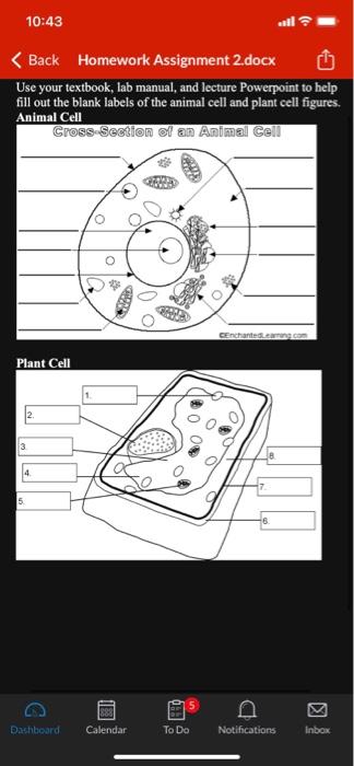 10 43 Back Homework Assignment 2 Docx Use Your Textbook Lab Manual And Lecture Powerpoint To Help Fill Out The Blank 1