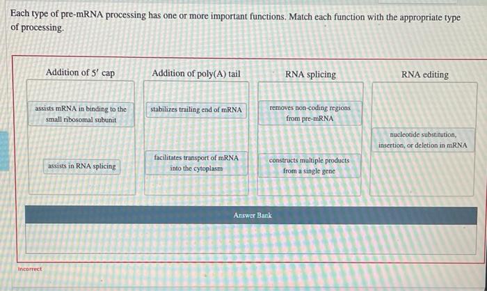 Each Type Of Pre Mrna Processing Has One Or More Important Functions Match Each Function With The Appropriate Type Of P 1