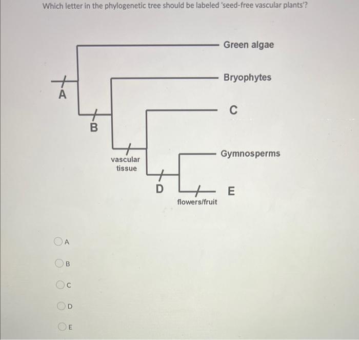 Which Letter In The Phylogenetic Tree Should Be Labeled Seed Free Vascular Plants A B C D M B Vascular Tissue D Flower 1