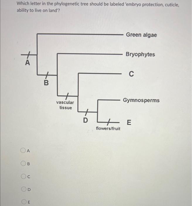 Which Letter In The Phylogenetic Tree Should Be Labeled Embryo Protection Cuticle Ability To Live On Land A 10 U D 1
