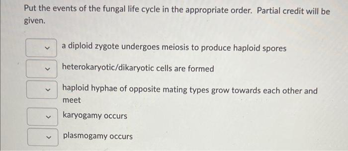 Put The Events Of The Fungal Life Cycle In The Appropriate Order Partial Credit Will Be Given Doo Do A Diploid Zygot 1