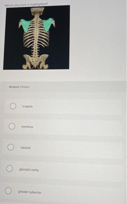 Which Structure Is Highlighted Multiple Choice O Scapula O Humerus Clavicle Glenoid Cavity Greater Tubercle Which Stru 10