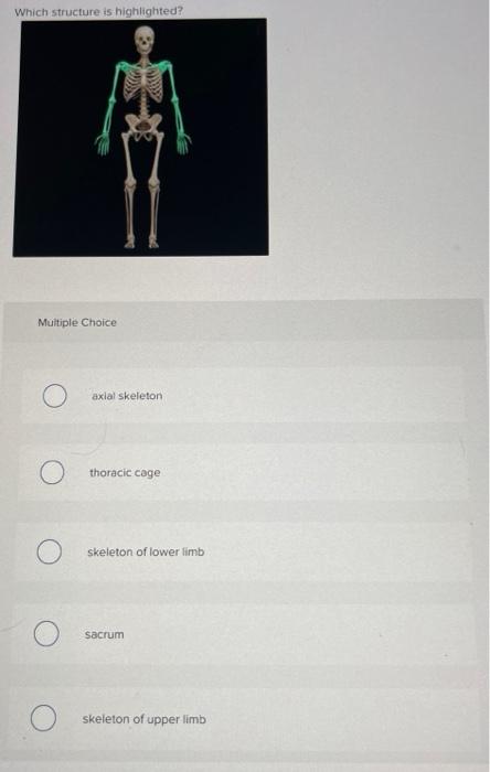 Which Structure Is Highlighted Multiple Choice O Scapula O Humerus Clavicle Glenoid Cavity Greater Tubercle Which Stru 11