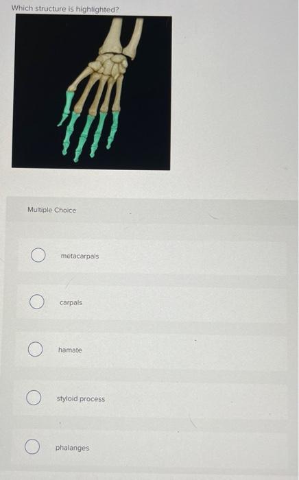 Which Structure Is Highlighted Multiple Choice O Scapula O Humerus Clavicle Glenoid Cavity Greater Tubercle Which Stru 13