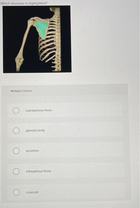 Which Structure Is Highlighted Multiple Choice O Scapula O Humerus Clavicle Glenoid Cavity Greater Tubercle Which Stru 14