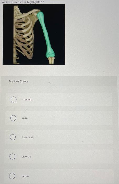Which Structure Is Highlighted Multiple Choice O Scapula O Humerus Clavicle Glenoid Cavity Greater Tubercle Which Stru 16