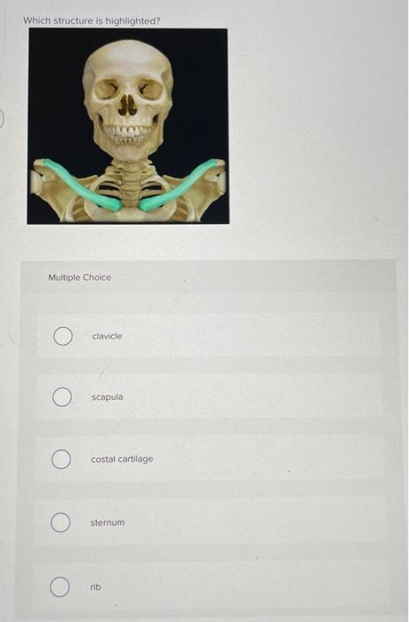 Which Structure Is Highlighted Multiple Choice O Scapula O Humerus Clavicle Glenoid Cavity Greater Tubercle Which Stru 17