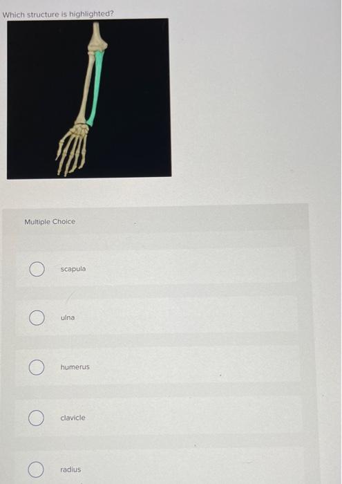 Which Structure Is Highlighted Multiple Choice O Scapula O Humerus Clavicle Glenoid Cavity Greater Tubercle Which Stru 18