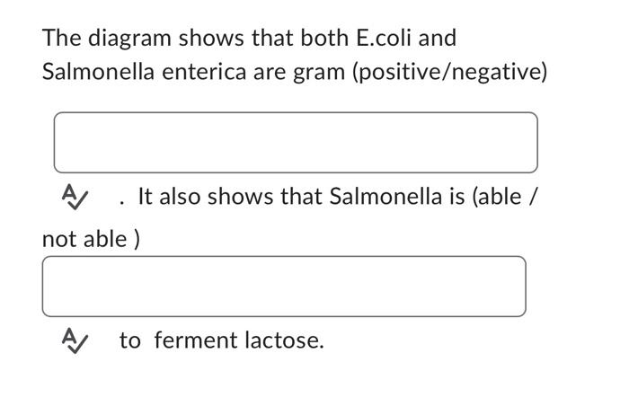 Ondon Salmonella Enterica Serotype Choleraesuis Escherichia Coli 2018 Pearson Education Inc Tom C Macconkey Agar 2