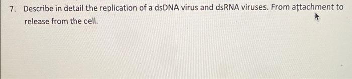7 Describe In Detail The Replication Of A Dsdna Virus And Dsrna Viruses From Attachment To Release From The Cell 1