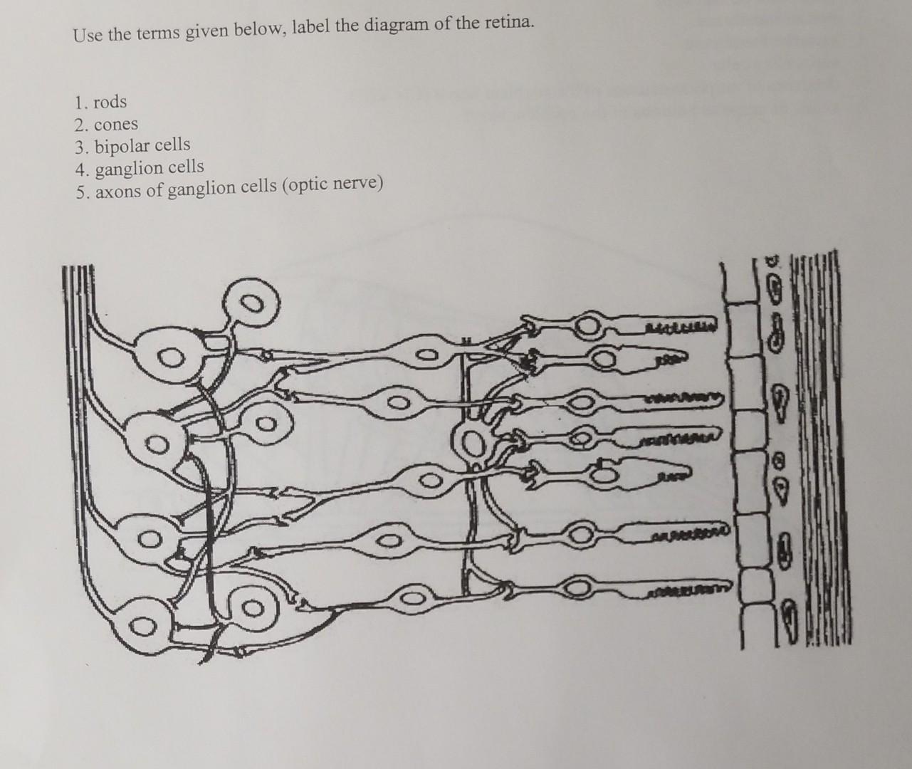 Use The Terms Given Below Label The Diagram Of The Retina 1 Rods 2 Cones 3 Bipolar Cells 4 Ganglion Cells 5 Axons 1