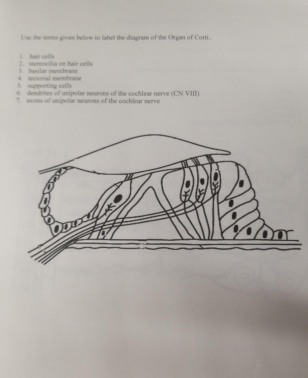 Use The Terms Given Below To Label The Diagram Of The Organ Of Corti 1 Hair Cells 2 Stereocilia On Hair Cells 3 Ba 1