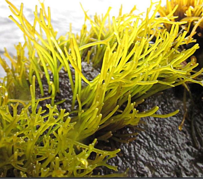 1 What Supergroup Of Eukaroyta Does The Species Belong Too 2 What Phylum Within That Supergroup Does The Protist Belon 1