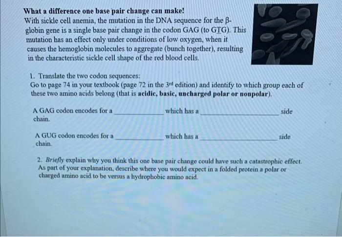 What A Difference One Base Pair Change Can Make With Sickle Cell Anemia The Mutation In The Dna Sequence For The B Gl 1