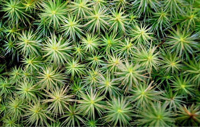 Please Answer The Following Questions 1 The Group Each Plant Belongs To 2 What Is The Common And Scientific Names Of 1
