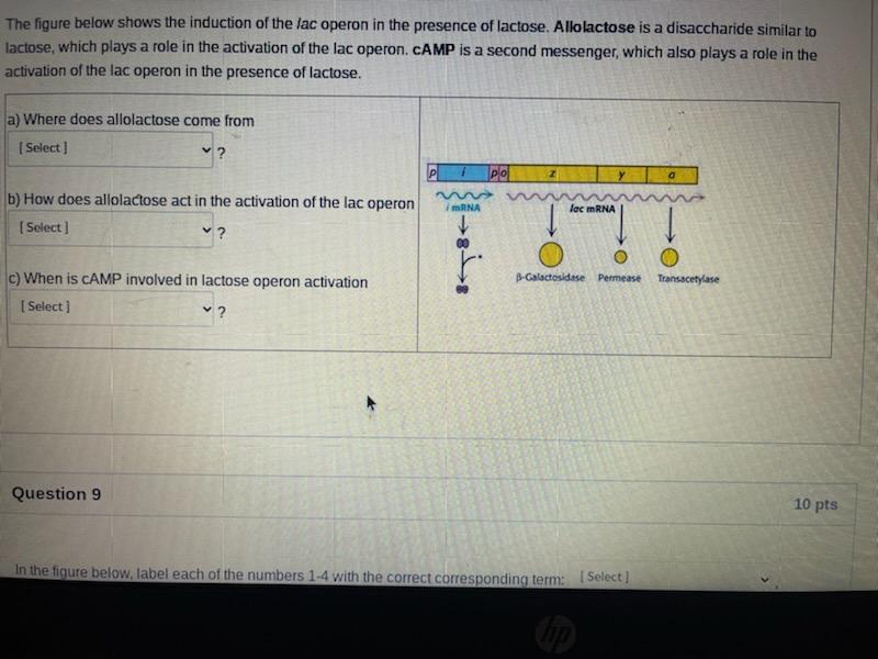 The Figure Below Shows The Induction Of The Lac Operon In The Presence Of Lactose Allolactose Is A Disaccharide Similar 1