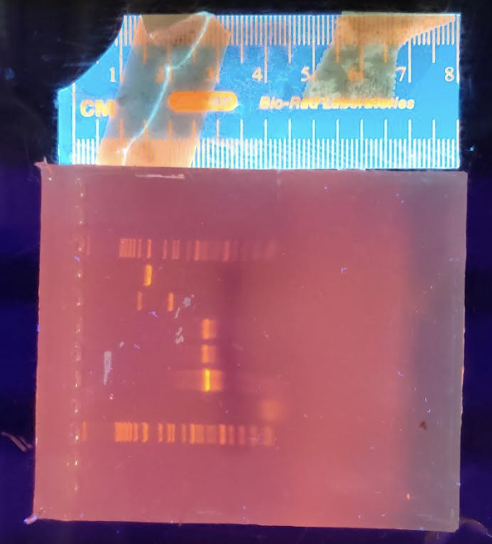 Band 1 Top 2 3 4 5 6 7 8 9 10 11 12 13 14 15 16 17 18 19 20 Table For Calculating Dna Fragment Sizes See Instructions 2